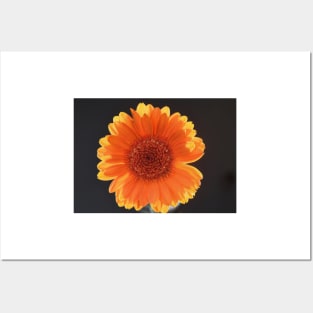 Orange gerbera in sunlight Posters and Art